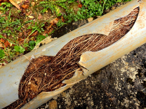 A broken pipe with tree roots inside of it.
